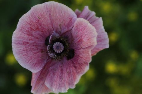 How To Grow Poppies From Seed To Bloom - Farmhouse & Blooms Floral, Flowers, Poppies, Plants, Delicate, Bloom, Growing, Floral Design, Garden