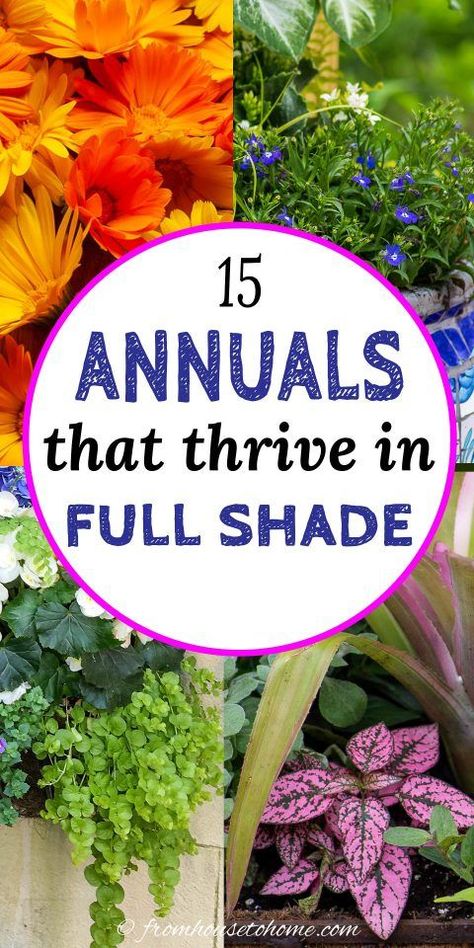 For colorful foliage and beautiful flowers that thrive in full shade, try adding some of these annual plants for shade. They can be grown in containers or used to fill in some bare areas in your garden beds. #fromhousetohome #annuals #shadegarden #gardening #gardeningforbeginners Gardening, Outdoor, Home Décor, Inspiration, Shaded Garden, Planting Flowers, Shade Perennials, Shade Annuals, Shade Garden Plants
