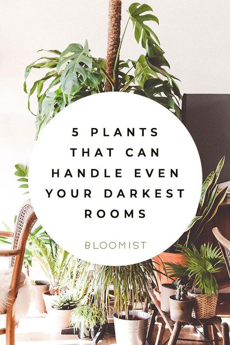 These five easy-going plants can handle your darkest bedrooms, basement living rooms, and all low-light conditions. Home Décor, Inspiration, Design, Gardening, Interior, No Light Plants Indoor, Best Plants For Bedroom, Plants For Low Light, Indoor Plants Low Light