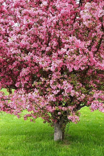 Crime, Cherry Trees Garden, Pink Flowering Trees, Spring Flowering Trees, Spring Blooming Trees, Flowering Cherry Tree, White Flowering Trees, Flowering Bushes, Flowering Trees