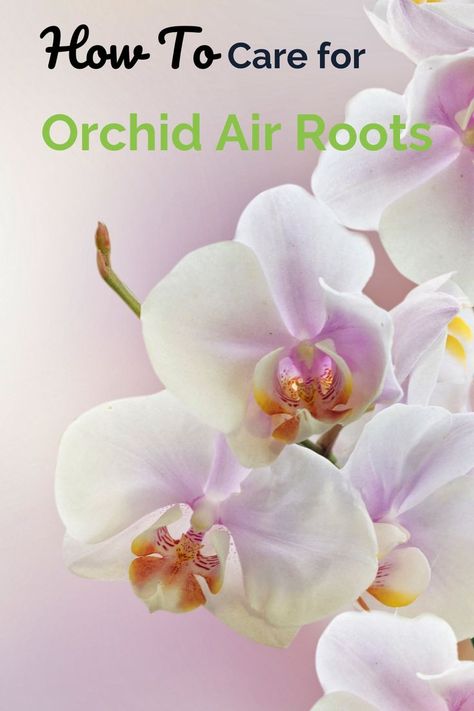 How to Care for Orchids' Roots Plants, Beautiful, Roots, Orchids, Orchid Roots, Orchid Care, Canning