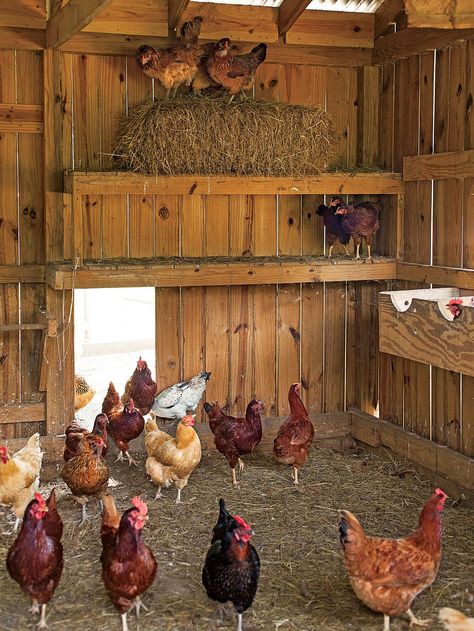 Coming Home To Roost | Southern Living Design, Coop, Hof, Coop Design, Coop Plans, Backyard, Old Garden Tools, Chicken Farm, Chickens