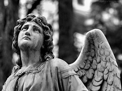 Angel statue aesthetic Statue, Guardian Angels, Weeping Angel, Angel Statues, Angel Books, Wings Of Desire, Cemetery Angels, Angel Sculpture, Finding Hope