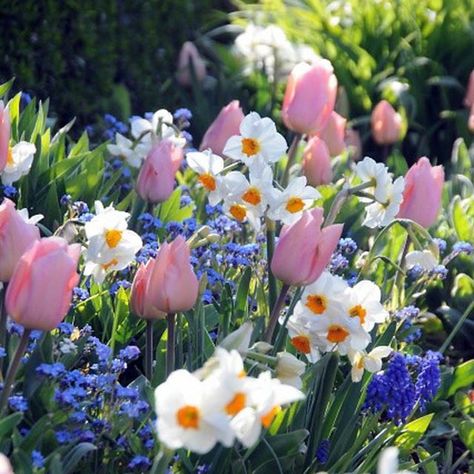 Floral, Tulips, Flowers, Spring Flowers Images, Spring Bulbs, Spring Flowers, Flower Garden, Pink Tulips, Spring Images