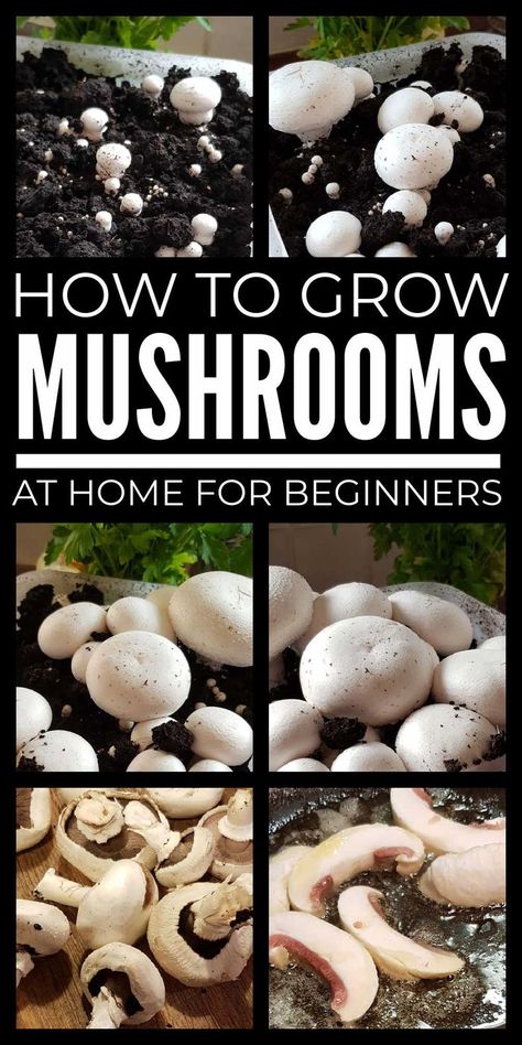 How To Build A Mushroom Grow Room, Planting Mushrooms, Regrow Mushrooms, Grow Mushrooms At Home, How To Grow Mushrooms, Psychoactive Plants, Regrow Vegetables, Grow Mushrooms, Growing Mushrooms At Home