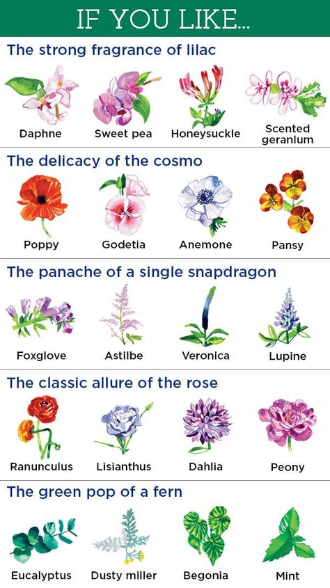 You have a favorite flower, but here are 20 more that are just waiting to be discovered. Flora, Flower Names, Flower Meanings, Flower Types, Different Flowers Types, Flowers To Plant, Flower Guide, Hydrangea Care, Flower Identification