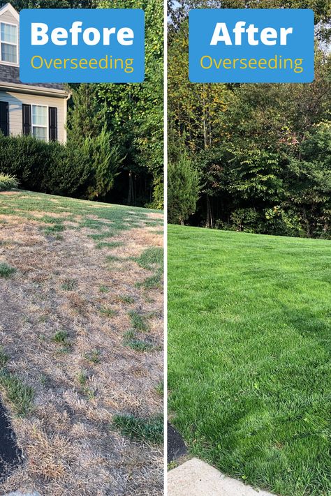 Overseeding isn't as complicated as you think. Doing it correctly can make a huge difference to the appearance of your lawn. Learn how and when to overseed properly and get that lawn looking great! Gardening, Replace Lawn, Yard Maintenance, Overseeding Lawn, Lawn Care Tips, Yard Care, Lawn Maintenance, Lawn Care Schedule, Front Yard