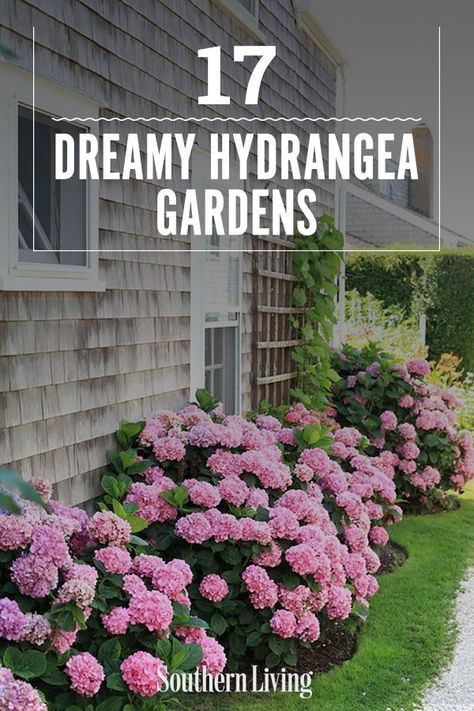 Landscapes With Hydrangeas, Hydrangea Flower Bed, Backyard Hydrangeas, Winter Hydrangea, Gardening Fruits, Garden Driveway, Hydrangea Tree, Garden Shade, Hydrangea Landscaping