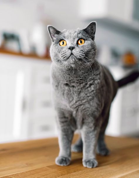 Chartreux Cat Breed Information & Characteristics Cat Breeds, Feline, Cat Selfie, Cool Cats, Cats, Animais, Fierce Animals, Cat Mom, Cat Life