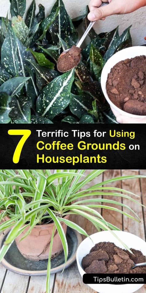Discover ways to use fresh or leftover coffee grounds to fertilize indoor plants and promote healthy plant growth. Use grounds to amend the soil of a houseplant or feed an indoor plant with a liquid fertilizer to give your plant a boost of nutrients. #coffee #grounds #houseplants Planters For Indoor Plants, Help Plants Grow, Nutrients For Plants, Uses Of Plants, Coffee In Plants, Coffee Grounds For House Plants, Diy Indoor Plant Food, Coffee Loving Plants, Leftover Coffee Grounds Uses