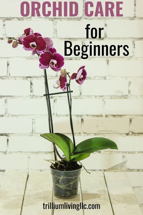 Orchids are a beautiful flowering houseplant. They are a great way to add a tropical, colorful flair to your indoor jungle. If you have never been an orchid plant parent, these tips will help you get started. #orchids #houseplants #trilliumliving Planting Flowers, Orchid Care, Orchid Plant Care, Phalaenopsis Orchid Care, Growing Orchids, Plant Care, Orchid Plants, Indoor Plant Care, Orchidaceae