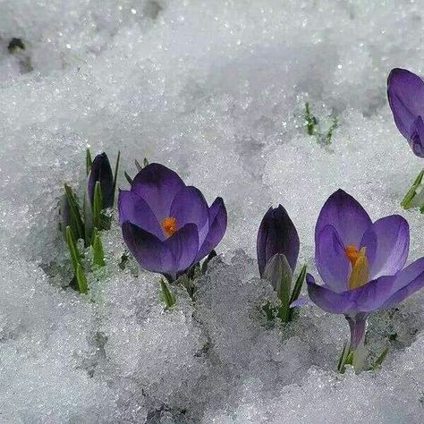 We call it Yargui. First flowers in spring. How pretty and strong are they growing under the snow! Art, Ideas, Plants, Purple Flowers, Flowers Nature, Flower Field, Growing Flowers, Beautiful Flowers, Snow Flower
