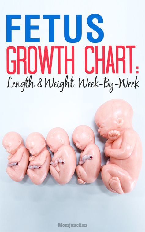 Growth Chart: Length And Weight Of The Fetus Week By Week Pregnancy Growth Chart, Baby Weight Chart, Pregnancy Chart, Pregnancy Care, Prenatal Development, 24 Weeks Pregnant, Fetal Growth Chart, Baby Week By Week, Baby Weeks