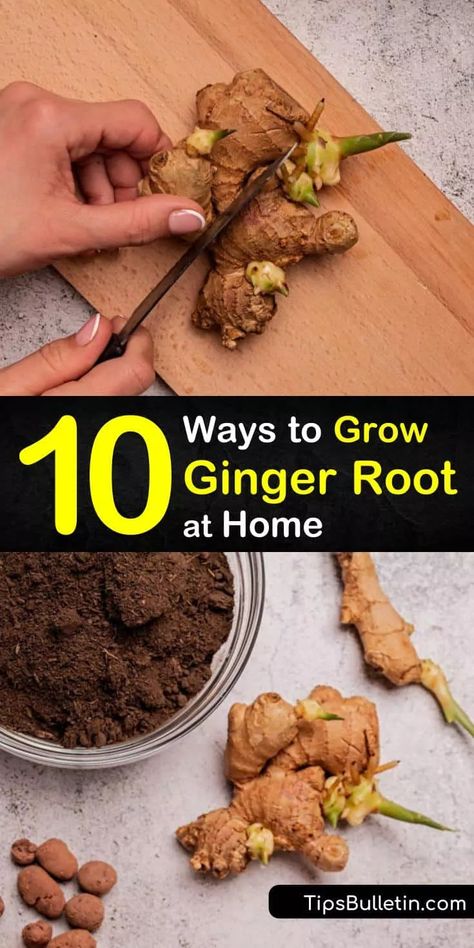 Growing Vegetables, Fruit, Grow Ginger From Root, Planting Ginger Root, Growing Ginger, Grow Turmeric, Grow Ginger, Growing Herbs, Grow Your Own Food