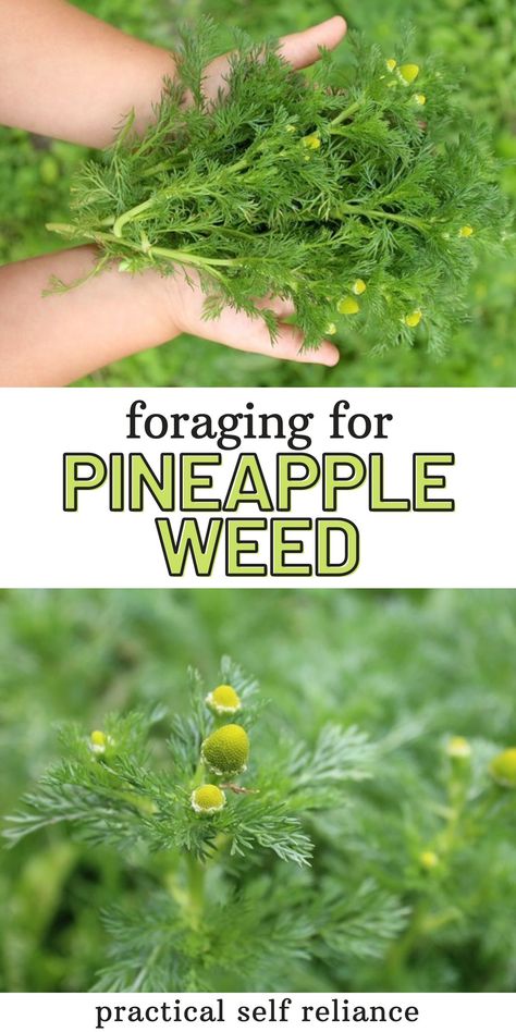 Camping, Gardening, Foraging Recipes, Planting Herbs, Foraging, Canning, Wild Food Foraging, Medicinal Herbs Garden, Medicinal Wild Plants