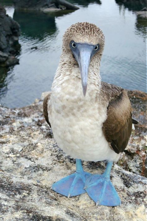 A female blue footed booby on the Los Tuneles tour, from Isla Isabela, in the Galapagos Islands! Galapagos Islands, Trips, Galapagos Trip, Galapagos Travel, Galapagos Islands Travel, Galapagos Islands Animals, Galapagos Ecuador, Galapagos, Islas Galápagos