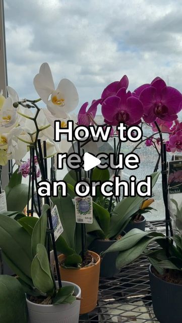 Krystal Duran on Instagram: "Just because it has no blooms, doesn’t mean it’s trash! 🥲

You’ll find many phalaenopsis orchids discounted once the blooms fall. It’s a perfect opportunity to give them a refresh and get them back to their full potential. When the blooms have died off, you can incorporate orchid fertilizer into the watering. These lived in front of a north facing window and I watered when roots were silvery instead of green. 

If you found this helpful, consider following along for more plant care and plant projects. Leave any questions down below! 

#orchidcare #plantrescue #orchidflower" Instagram, Life Hacks, Diy, Orchid Care, Orchid Fertilizer, Orchid Propagation, Orchid Plants, Growing Plants, Plant Care
