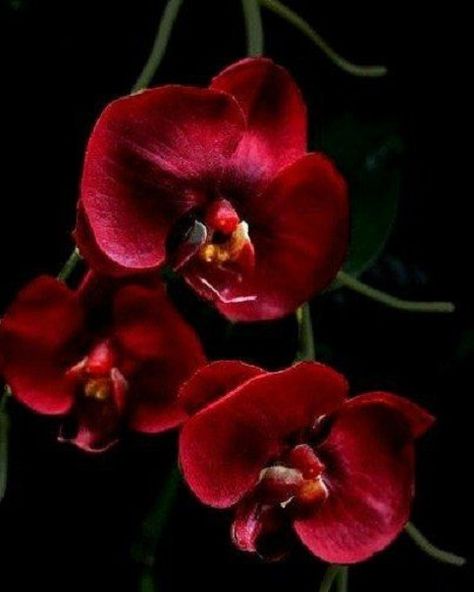 Nature, Floral, Flower Photos, Pretty Flowers, Flower Pictures, Beautiful Flowers, Beautiful Orchids, Unusual Flowers, Flores
