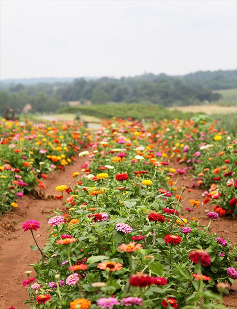 Flower Beds, Planting Flowers, Gardening, Zinnia Garden, Flower Garden, Gardenia, Cut Flower Farm, Cut Flower Garden, Flower Farm