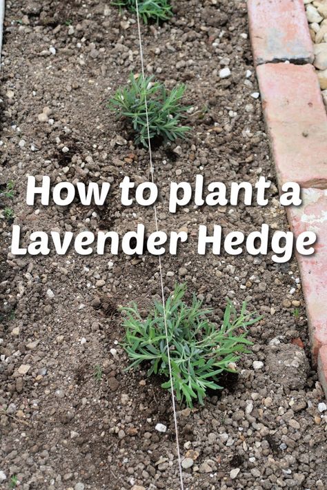 Planting Flowers, Gardening, Planting Lavender Outdoors, Planting Lavender, How To Plant Lavender, Growing Lavender, Lavender Herb Garden, Lavender Plant Care, Lavender In Garden