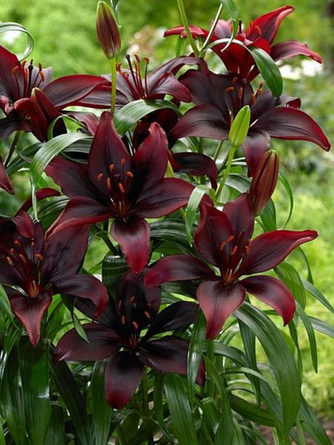 Lilium ‘Mapira’ is a fascinating Asiatic Lily with deep purple, almost black flowers... #lilium #AsiaticLily #plantopedia #FloweringPlant #flowers #FloweringPlants #plant #plants #flower #blooming #FlowersLover #FlowersLovers #FlowerGarden #WorldOfFlowers #WorldOfFloweringPlants #nature Planting Flowers, Flora, Floral, Lily Bulbs, Lily Garden, Lily Flower, Lilly Flower, Asiatic Lilies, Exotic Plants