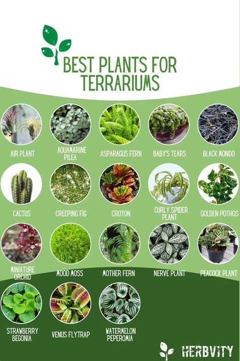 Discover the best plants for terrariums with this curated list of 18 remarkable varieties. These are ideal for every plant enthusiast desiring a closer connection with nature right in their … Terrariums, Terrarium, Plants For Terrariums, Best Terrarium Plants, Succulent Gardening, Water Plants Indoor, Planted Aquarium, Terrarium Plants, Air Plant Terrarium