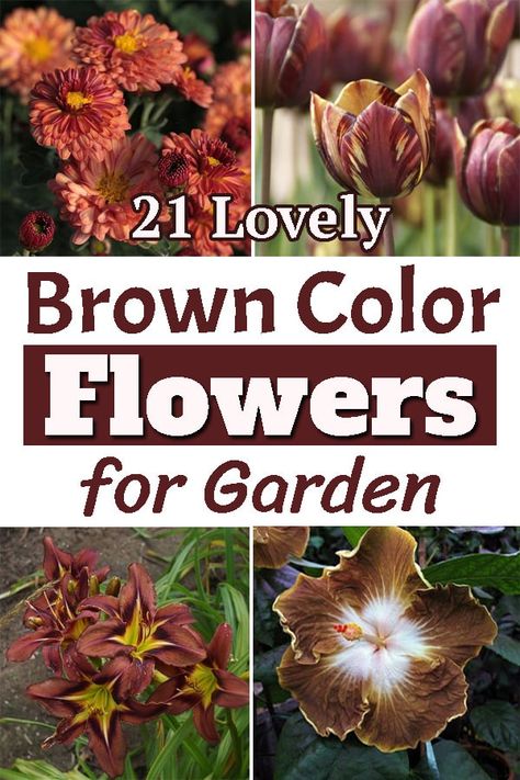 Brown is the color of warmth and stability. If you want blooms of this unusual color in your garden then check out Types of Brown Flower Names! Gardening, Nature, Desserts, Red Plants, White Flowers, Brown Flowers, Orange Flowers, Autumn Garden, Muted