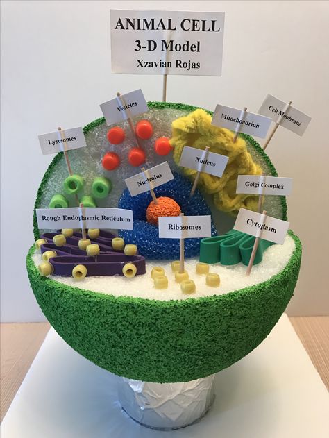 Animal Cells Model, Animal Cell Model Project, 3d Animal Cell Project, 3d Animal Cell, Animal Cell Project, 3d Cell Project, Cell Model, Animal Cell, Science Cells