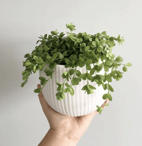 Potted Plants, Decoration, Gardening, Planting Flowers, Plants, Peperomia Plant, Peperomia, Plant Care, Small Potted Plants