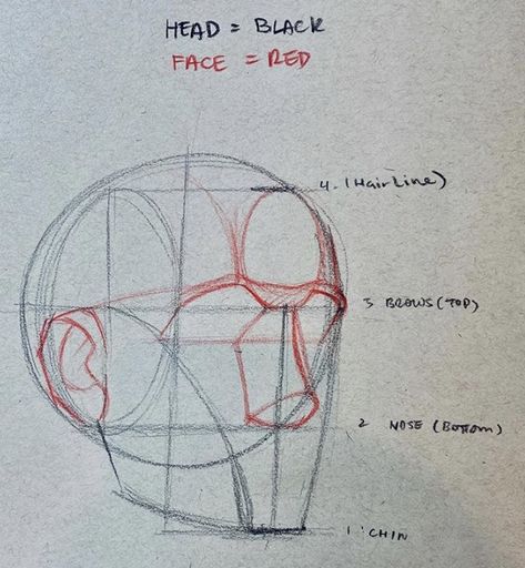 Anatomy Reference, Drawing Heads, Anatomy Drawing, Human Anatomy Drawing, Anatomy Sketches, Human Anatomy Art, Figure Drawing Reference, Drawing The Human Head, Drawing Tutorial Face