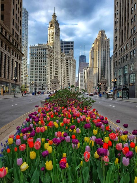 Destinations, Chicago, Trips, Spring In Usa, Travel Usa, Places To Visit, Chicago Vacation, Places To Go, Chicago Summer