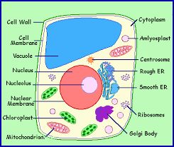 Nutrition, Nuclear Membrane, Nutrition In Plants, Cell Membrane, Cells Project, Cell Diagram Project, Cell Diagram, Plant Cell, Biology Projects