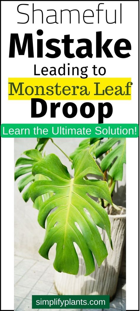 Why is your Monstera drooping? Discover the reasons behind your plant's drooping leaves and the remedies in our comprehensive guide. Explore the world of Monstera Care and learn how to troubleshoot and revive your monstera plant, so it stands tall and proud in your indoor space. Say goodbye to drooping Monstera leaves with our expert tips! House plant Issues - Leaf Drooping - Green Thumb 
- Indoor Gardening - Monstera Deliciosa Care, Plant Care, Philodendron Monstera, Plant Needs, Garden Fertilizer, Dry Leaf, Indoor Plant Care, Plant Life, Monstera Deliciosa