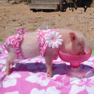 Su ropa de playa es absolutamente fabulosa… | Esta cerdita se viste mejor que tú Kawaii, Teacup Pigs, Swag, Cute Piglets, Cute Piggies, Cute Animal Photos, Cute Pigs, Cute Wild Animals