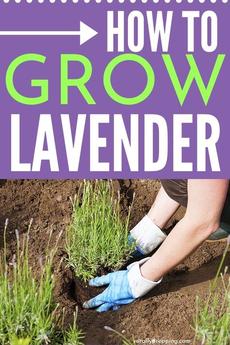 Thinking about growing your own lavender but you’re just not sure how? This post will give you tips on how to grow lavender and a few ideas on using it. Garden Care, Vintage, Growing Vegetables, Gardening, Ideas, Humour, When To Plant Lavender, Growing Lavender, Planting Lavendar