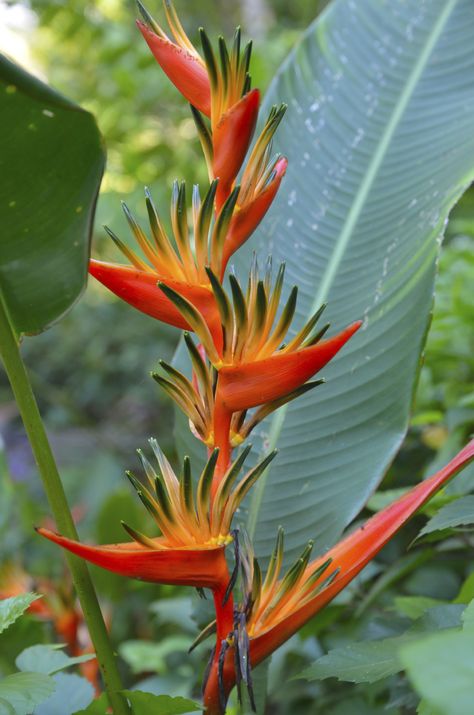 Few plants evince the exotic tropics like the bird of paradise. The unique flower has vivid colors and a statuesque profile that is unmistakable. Read this article to learn more about the types of bird of paradise plants. Floral, Flora, Flowers, Tropical Flowers, Unusual Flowers, Unique Flowers, Rare Flowers, Beautiful Flowers, Unusual Plants