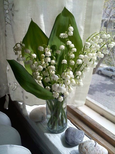 spring air, lilies of the valley and Venetian lace curtains… LILY OF THE VALLEY IS MAY FLOWER....LOVE IT! Floral, Bonito, Hoa, Bouquet, Flores, Bloemen, Floral Bouquets, Bunga, Lily Of The Valley
