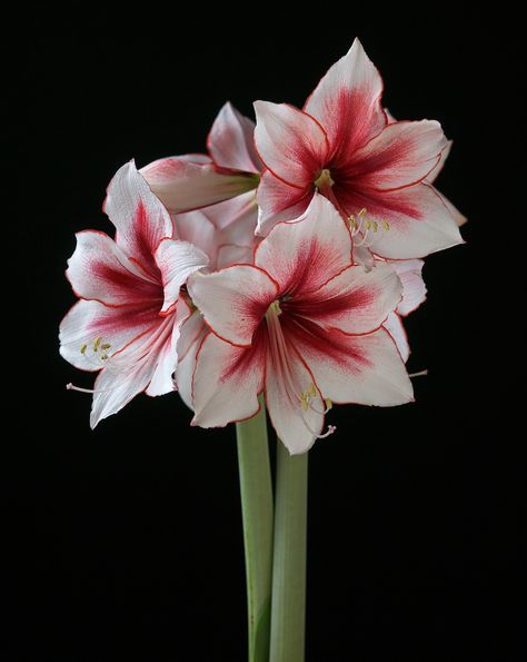 Temptation Flora, Floral, Amaryllis Bulbs, Amaryllis Plant, Amaryllis Flowers, Amaryllis, Single Flower, Lily Flower, Lilly Flower