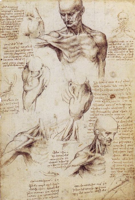 Leonardo Da Vinci, Figure Drawing, Leonardo, Art Movement, Art Studies, Artist, Anatomy Drawing, Anatomy Sketches, Medical Drawings