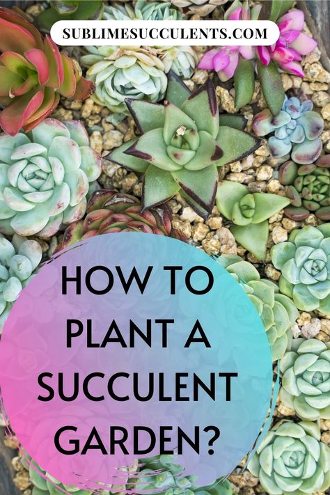 Putting together a succulent garden is a worthwhile project. Sublime Succulents is here to show you how it’s done. There are some choices to be made throughout the process. Don’t get stressed over making the right decision because no matter what you do you will be pleased with the results. We will show you how to design the garden. You will see the array of cactus that are available to choose for planting. Then we will take you through planting the succulents in optimal conditions. Read more... Nature, Garden Care, Planting Succulents Indoors, Planting Succulents, Best Soil For Succulents, Succulent Gardening, Succulent Soil, Succulent Landscaping, Caring For Succulents Indoor