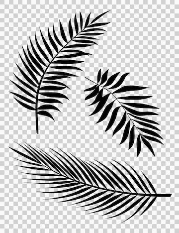 Premium Vector | Palm leaves vector illustration set of realistic palm tree leaf silhouettes black color shapes Tattoo, Ink, Palm Leaf Design, Palm Leaves Pattern, Palm Tree Vector, Palm Tree Pattern, Palm Tree Silhouette, Palm Tree Leaves, Palm Leaves