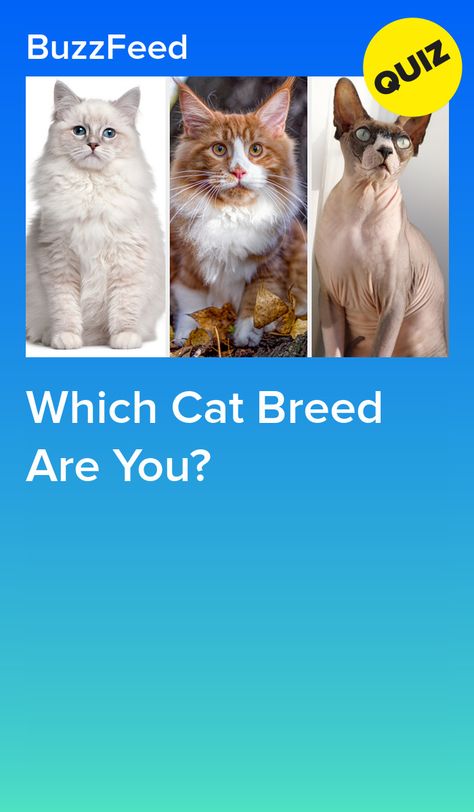 Which Cat Breed Are You? Cat Breeds, Pop, Instagram, Cat Breeds List, Cat Personalities, Types Of Cats Breeds, Cat Breeds Chart, Breeds Of Cats, Cat Types