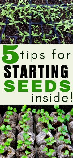 Growing Vegetables, Garden Care, Organic Gardening Tips, Starting Seeds Indoors, Starting Seeds Inside, Starting A Vegetable Garden, Gardening Tips, Growing Food Indoors, Gardening For Beginners