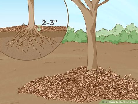 How to Replant a Tree (with Pictures) - wikiHow Replant, Roots, Pictures, Picture, Tree, Mulch, Quick, Survival, Western Michigan