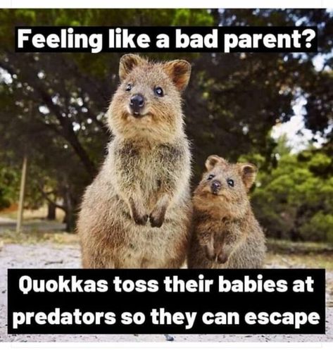 Humour, Parenting Humour, Parents, Funny Animal Pictures, Funny Kids, Funny Animal Memes, Parenting Humor, Bad Parenting Quotes, Mom Humor