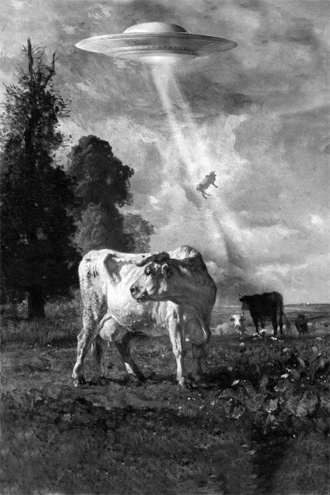 It is a little know fact that in the USA, almost 10% of cows claim to have been abducted by aliens. Animals, Art, Fine Art, Fotografie, Surreal Art, Artwork, Cow Art, Artist, Art Wallpaper