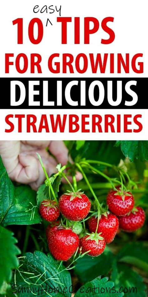 Gardening, Outdoor, Growing Vegetables, Nature, How To Grow Strawberries, How To Plant Strawberries, Growing Strawberries In Containers, Growing Fruit, Growing Strawberries