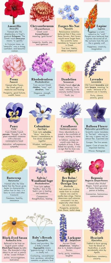 List Of Flower Names, Flowers For Love, Different Flowers Types, Names Of Flowers, Meaning Of Flowers, Flowers With Meaning, Flowers And Their Meanings, Flower Types Chart, Flower Meanings Chart