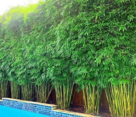 Exterior, Landscape Designs, Modern, Jardim, Garten, Thatch, Tuin, Backyard, Bamboo