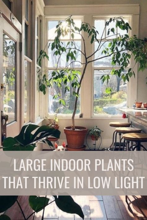 Looking to add some greenery to your indoor space, but worried about low light conditions? Check out our latest blog post on "Large Indoor Plants That Thrive in Low Light"! Discover the best plants for adding some life to your space without requiring a lot of sunlight. From the easy-to-care-for snake plant to the lush and leafy ZZ plant, we've got you covered with a range of options to suit any style. Plants, Green Plants, Indoor, Low Lights, Cool Plants, Low Light Plants, Plant Design, Plant Decor, Low Light Indoor Plants